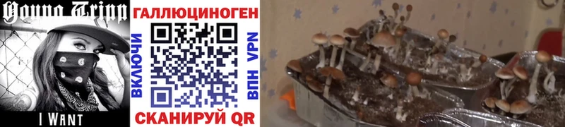 Галлюциногенные грибы MAGIC MUSHROOMS  Темрюк 